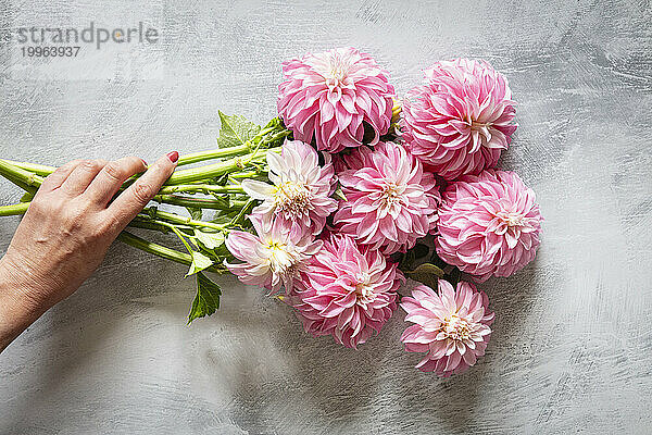 Hand of woman picking up bouquet of pink blooming Verones DF dahlias