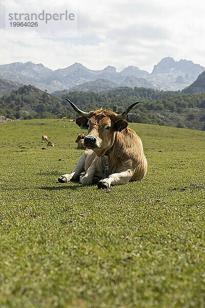 Kühe ruhen in der Nähe der Berge Picos De Europa in Covadonga  Asturien  Spanien