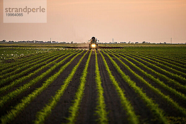 Traktor sprüht bei Sonnenuntergang Dünger auf Maisfeld