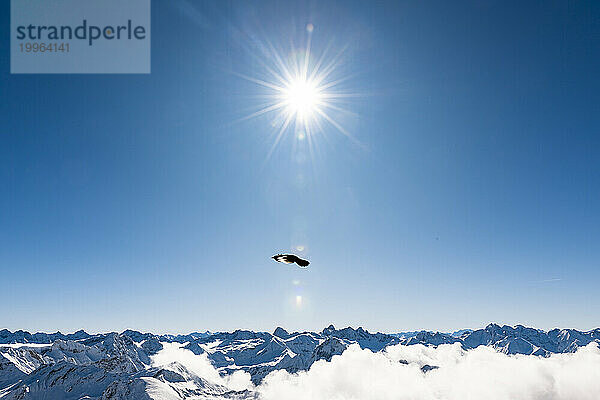 Deutschland  Bayern  Dohle fliegt über schneebedeckte Allgäuer Alpen