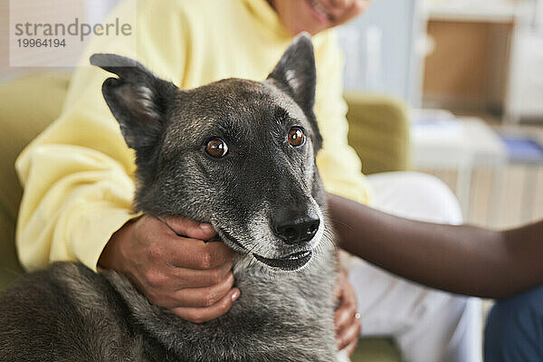 Dog with brown eyes sitting near woman in clinic