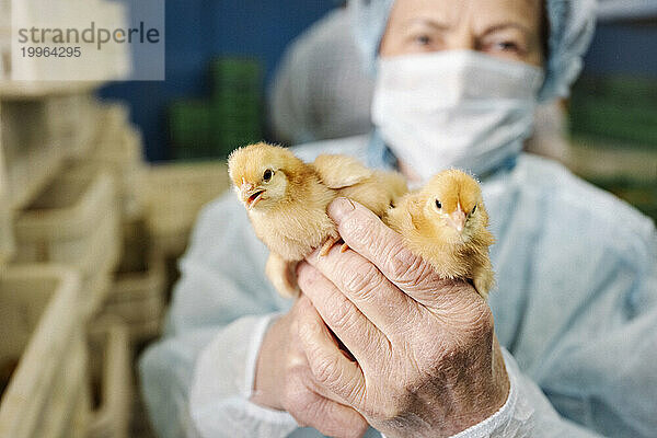 Tierarzt trägt Maske und hält Hühner