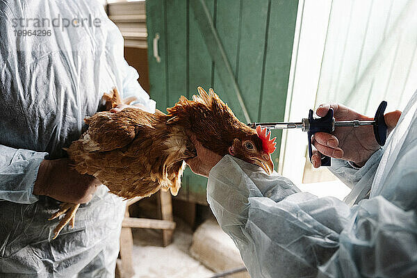 Tierärzte impfen Hühner auf Geflügelfarm