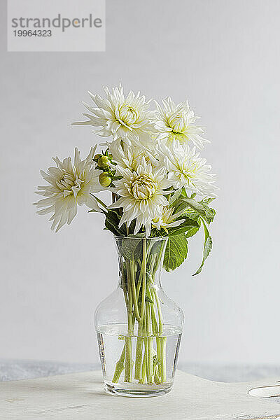 Studio shot of white blooming My Love  dahlias on wooden tray