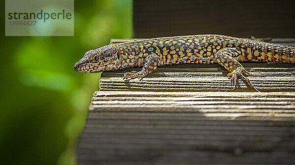 Portrait of spotted lizard lying on wooden surface