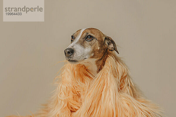 Jack-Russell-Terrier-Hund in Pelzjacke vor beigem Hintergrund