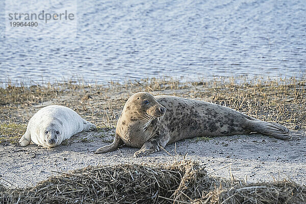Netherlands  Friesland  Terschelling  Gray seal with pup