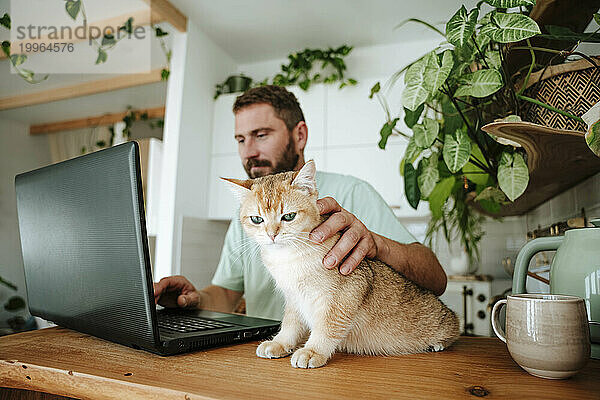 Man stroking cat and using laptop in kitchen at home