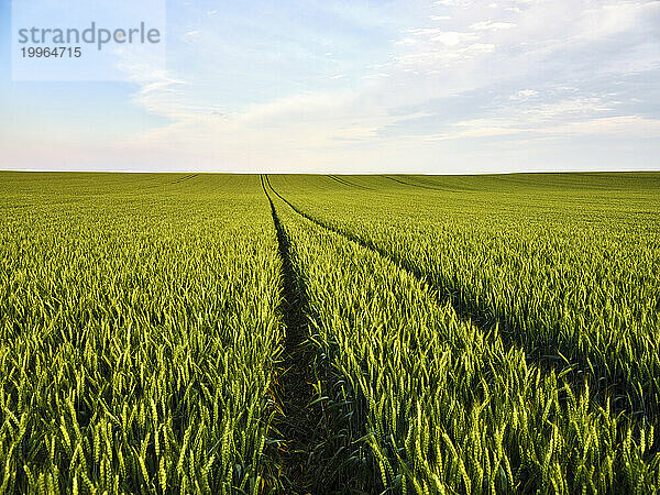 Weizenernten im Feld unter Himmel an einem sonnigen Tag