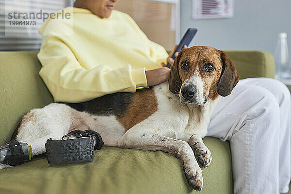 Frau benutzt Smartphone und sitzt mit behindertem Hund auf Sofa in Tierklinik