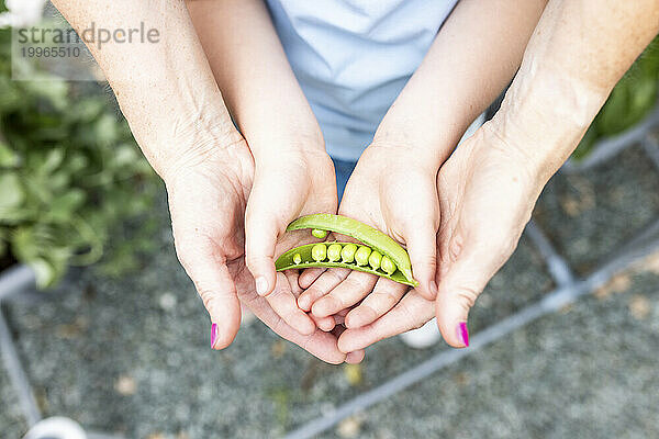 Hände von Mutter und Tochter halten grüne Erbsenschote im Garten