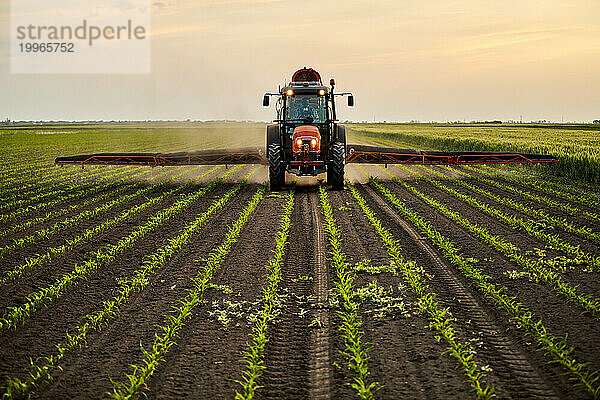 Traktor sprüht Dünger auf Maisfeld unter freiem Himmel