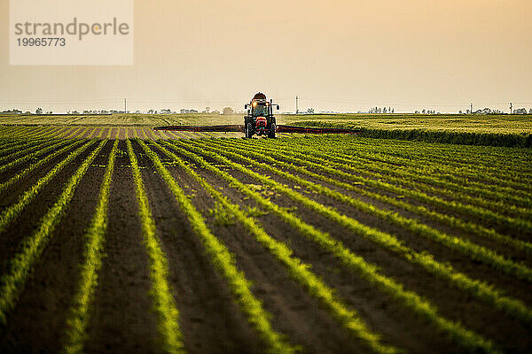 Traktor sprüht Dünger auf Maisfeld bei Sonnenuntergang unter Himmel