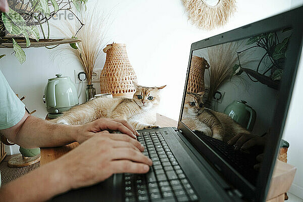 Nahaufnahme eines Mannes mit Katze  der einen Laptop benutzt