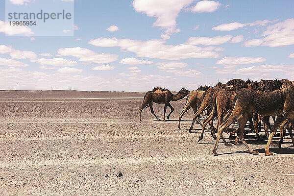 Kamelfamilie spaziert an einem sonnigen Tag in der Wüste in Merzouga  Marokko  Afrika