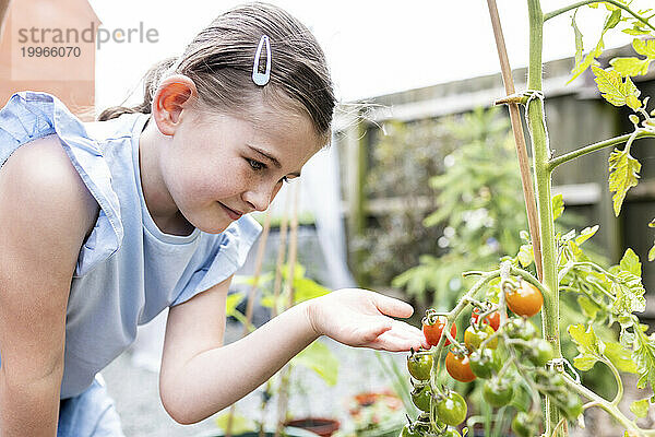 Lächelndes Mädchen berührt Tomatenpflanze im Garten