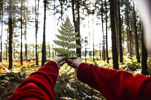 Frau hält Farnblatt im Wald von Cannock Chase