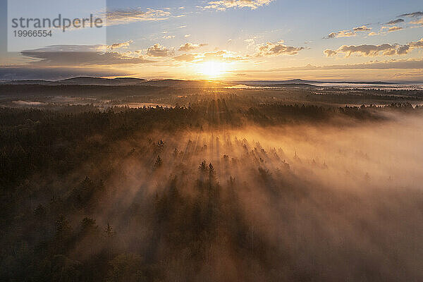 Germany  Bavaria  Aerial view of forest at foggy autumn sunrise
