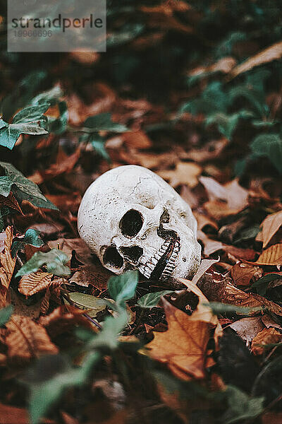 Human skull on autumn leaves