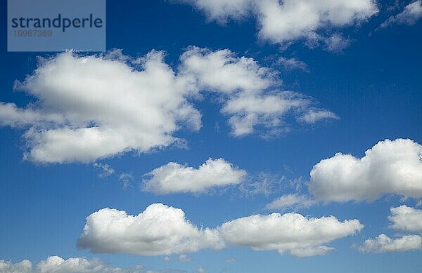 Blauer Himmel und weiße  flauschige Kumuluswolken über Suffolk  England  UK