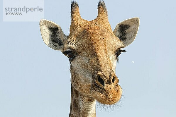 Kapgiraffe (Giraffa camelopardalis giraffa)  erwachsen  Tierporträt  Kopfnahaufnahme  KrugerNationalpark Südafrika