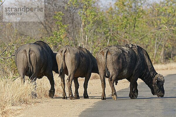 Kapbüffel (Syncerus caffer caffer)  ein erwachsenes Weibchen zwischen zwei erwachsenen Männchen  von hinten  am Rande der Asphaltstraße  KrugerNationalpark Südafrika