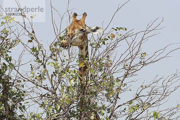 Kapgiraffe (Giraffa camelopardalis giraffa)  erwachsen  frisst Blätter  KrugerNationalpark Südafrika