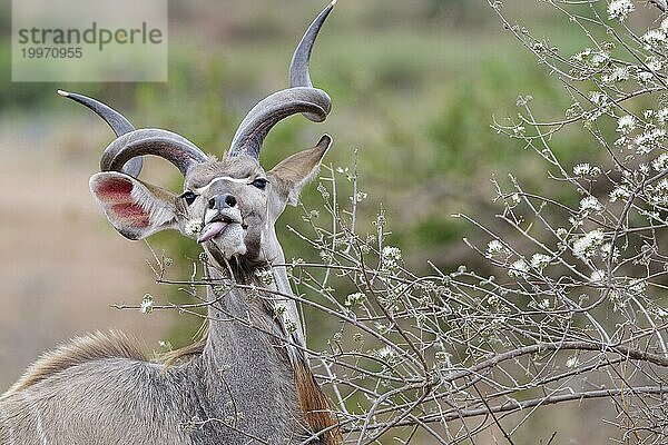 Großer Kudu (Tragelaphus strepsiceros)  erwachsenes Männchen beim Fressen von Blütenknospen  Blick in die Kamera  KrugerNationalpark Südafrika