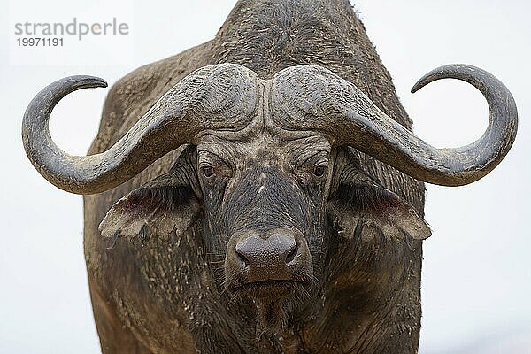 Kaffernbüffel (Syncerus caffer caffer)  erwachsenes Männchen mit Blick in die Kamera  Tierporträt  Nahaufnahme von Kopf und Hörnern  KrugerNationalpark Südafrika