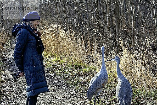 Nancy Brigham aus Milford  Michigan  untersucht zwei Sandhügelkraniche (Antigone canadensis) auf einem Wanderweg im Kensington Metropark. Die Vögel im Park haben ihre Angst vor dem Menschen teilweise verloren