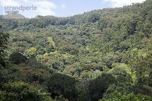 Bewaldete Berge mit ursprünglichem Regenwald im Hochland von Sri Lanka
