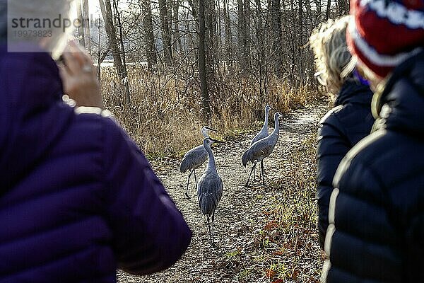 Milford  Michigan  Sandhügelkraniche (Antigone canadensis) auf einem Wanderweg im Kensington Metropark. Die Vögel im Park haben ihre Angst vor Menschen weitgehend verloren