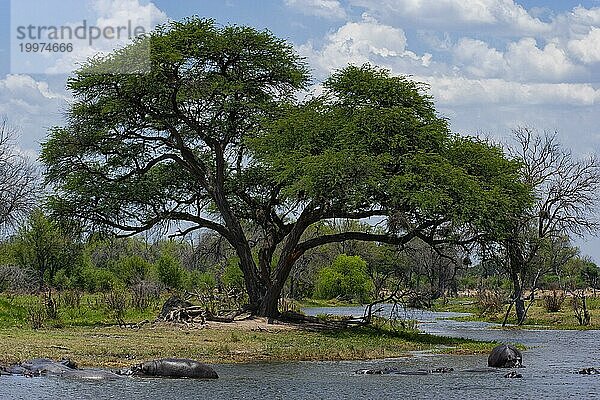 Flusspferde baden (Hippopotamus amphibius)  Nilpferd  Gefahr  gefährlich  im Khwai river im Moremi Nationalparks in Botswana