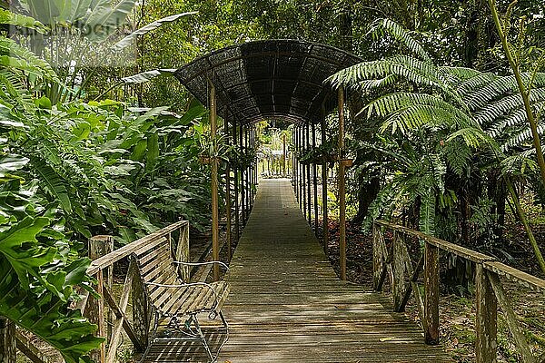 Farn und Palmenbeete im botanischen Garten  selektiver Fokus  Kopierraum  Malaysia  Kuching Orchideenpark  Asien
