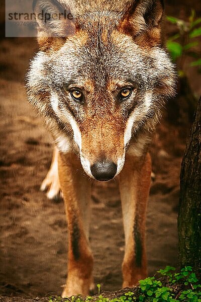 Nahaufnahme des intensiven Blicks eines Wolfs in einer natürlichen Waldumgebung