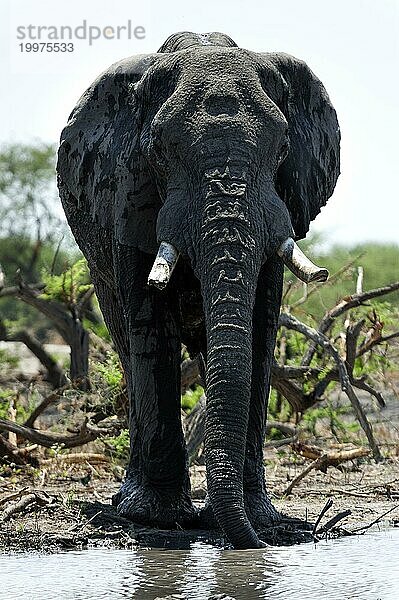 Elefant (Loxodonta africana)  frontal  ganz  Wasserloch  trinkend  trinkt  Wasser  Durst  durstig  Safari  Tourismus  Reise  Savuti-Region  Chobe Nationalpark  Botswana  Afrika