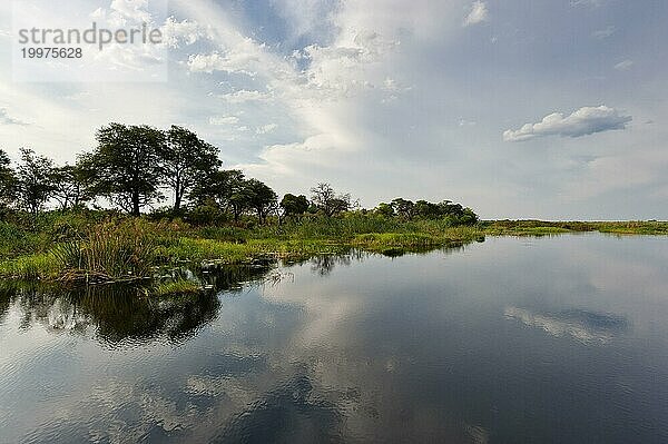 Flussfahrt im Okavango Delta  Schilf  Wolken  Natur  Naturlandschaft  Landschaft  niemand  puristisch  Spiegelung  Kwando River  BwaBwata Nationalpark  Namibia  Afrika