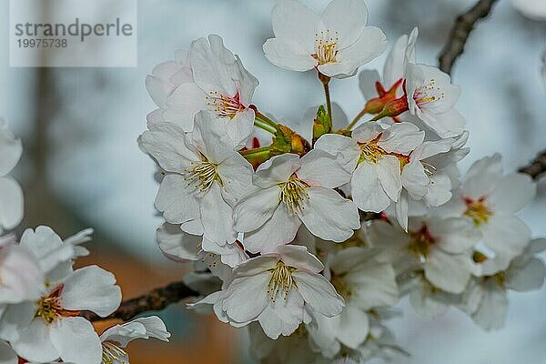 Nahaufnahme von wunderschön zarten  fröhlichen Blüten mit weichem  unscharfem Hintergrund  Südkorea  Südkorea  Asien