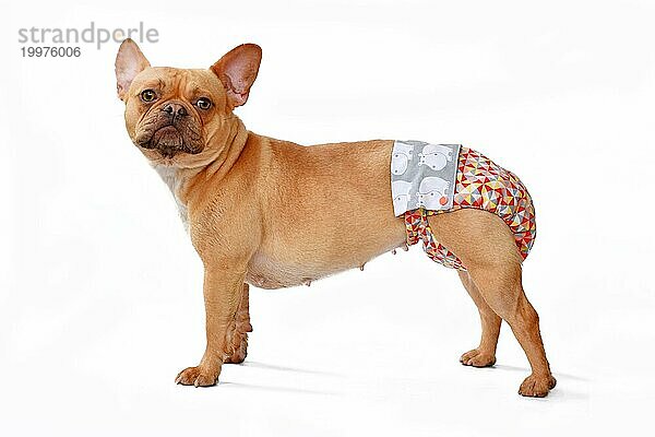 Französische Bulldogge Hund trägt Stoff Periode Windel Hosen zum Schutz auf weißem Hintergrund