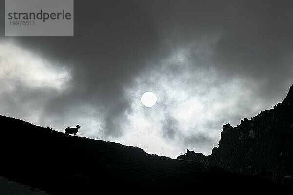 Silhouette eines Schafs auf einer Bergwiese  im Gegenlicht mit durch Wolken abgedunkelter Sonne  Berliner Höhenweg  Zillertaler Alpen  Tirol  Österreich  Europa