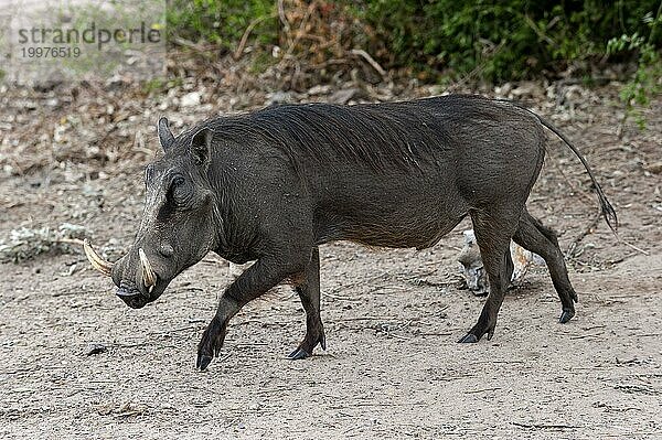 Warzenschwein (Phacochoerus africanus)  Säugetier  frei lebend  Wildnis  Wildschwein  aggressiv  Gefahr  gefährlich  Hörner  im Chobe Nationalpark  Botswana  Afrika