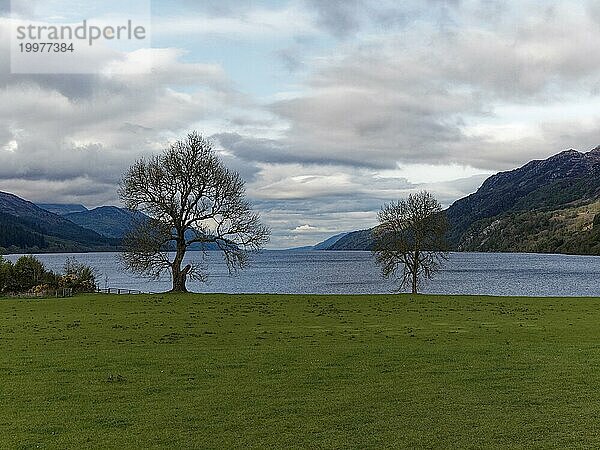 Ein einsamer Baum steht vor einem ruhigen See mit Hügeln im Hintergrund unter bewölktem Himmel  Loch Ness. Schottland  Großbritannien  Europa