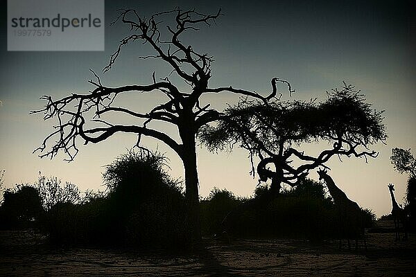 Angolan Giraffe (Giraffa angolensis)  Abendsonne  Silhouette  Schattenriss  Tier  Huftier  Reise  Reiseziel  Safari  Baum  Trocken  Klima  Wildnis  Chobe Nationalpark  Botswana  Afrika