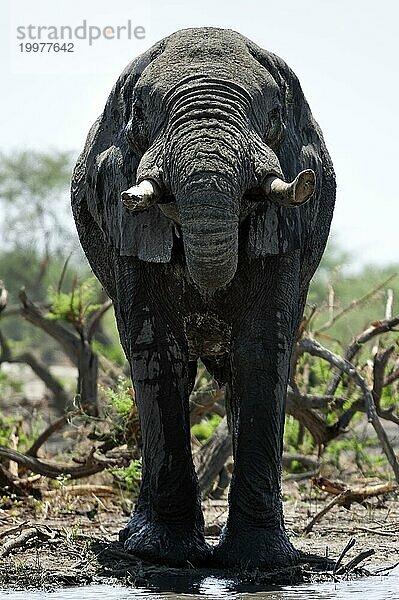 Elefant (Loxodonta africana)  frontal  ganz  Wasserloch  trinkend  trinkt  Wasser  Durst  durstig  Safari  Tourismus  Reise  Savuti-Region  Chobe Nationalpark  Botswana  Afrika