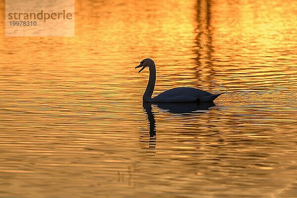 Höckerschwan (Cygnus olor) Silhouette im Wasser bei Sonnenuntergang. Bas-Rhin  Elsass  Grand Est  Frankreich  Europa