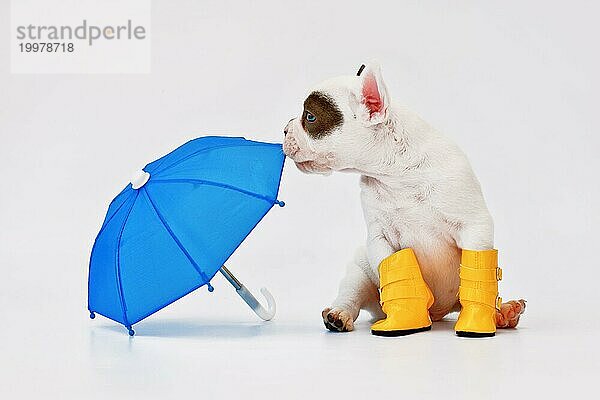 Schwarze und weiße französische Bulldogge Hundewelpe mit Regenschirm und Regenstiefel