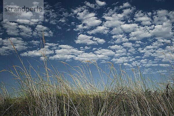 Uferlandschaft  Natur  Naturlandschaft  Fluss  Flussufer  Schilf  Morgenstimmung  Blauer Himmel  freundlich  Emotion  Stimmung  Wolken  puristisch  Gräser  Gras am Moanachira Fluss im Okavango Delta  Botswana  Afrika