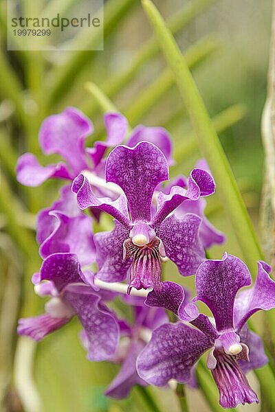 Lila Vanda Orchidee Blume im botanischen Garten  selektiver Fokus  Kopie Raum  Malaysia  Kuching Orchidee Park  Asien