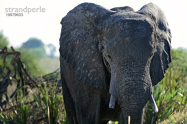 Elefant (Loxodonta africana)  frontal  ganz  Safari  Tourismus  Reise  Savuti-Region  Chobe Nationalpark  Botswana  Afrika