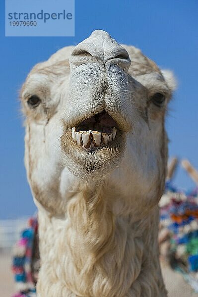 Dromedar (Camelus dromedarius)  Arabisches Kamel im Kopfportrait  Kopf  Tier  Nutztier  Gebiss  schlechte Zähne  Zahn  Detail  witzig  lustig  Gag  Humor  guckt  Spaß  Mimik  Kiefer  lacht  lachen  Lasttier  Mundpflege  Mundgeruch  Marokko  Afrika